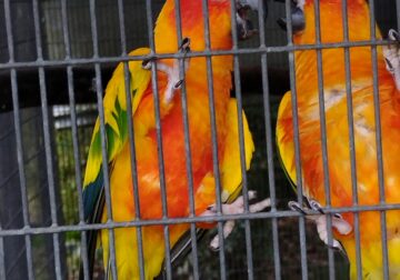 Sun conure