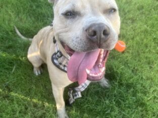 Playful young Merle Pitbull