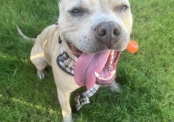 Playful young Merle Pitbull