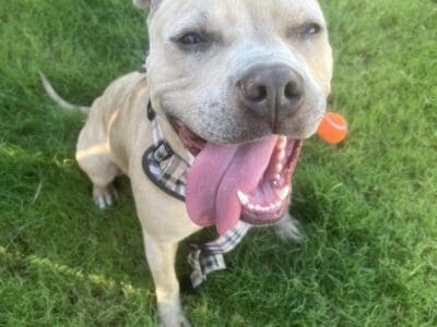 Playful young Merle Pitbull