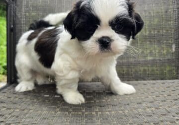 Shihpoo puppies.