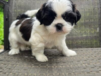 Shihpoo puppies.