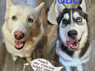 Husky puppies