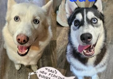 Husky puppies