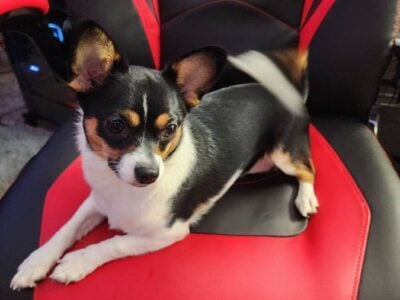 Black & White Female Papillon & Chihuahua Puppy