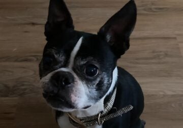 Male Boston Terrier