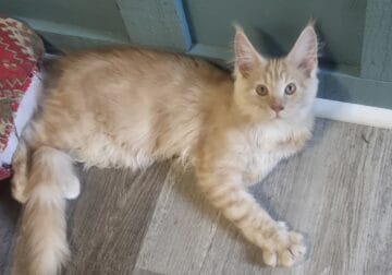 Maincoon kitten
