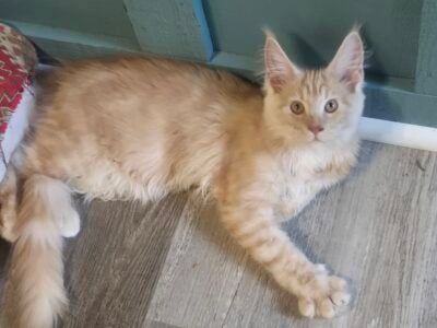 Maincoon kitten