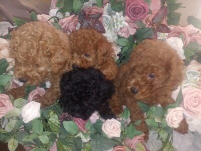 Ckc mini poodles