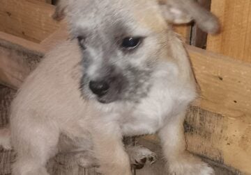 Female 1 month old #5
