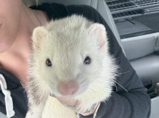 Two Ferrets a Cage and More