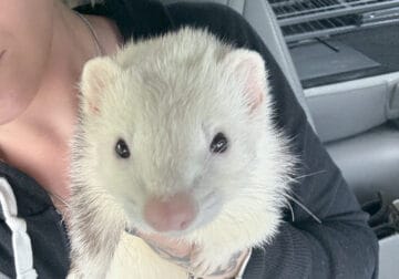 Two Ferrets a Cage and More