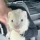Two Ferrets a Cage and More
