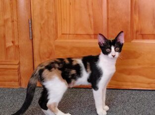Rose: Calico Kitten for Adoption
