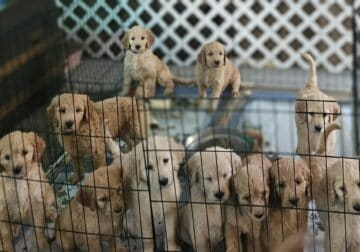 Goldendoodles 4 sale ready 2 go home today