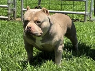 PURE BRED AMERICAN BULLY LILAC MALE