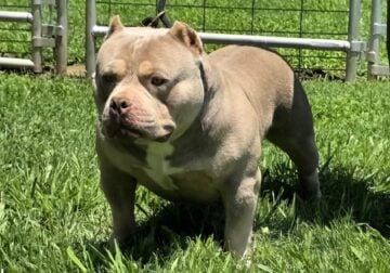 PURE BRED AMERICAN BULLY LILAC MALE