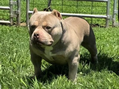 PURE BRED AMERICAN BULLY LILAC MALE