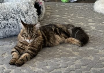 Mainecoon tiger studd