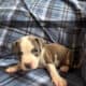 Blue Nose Pitts