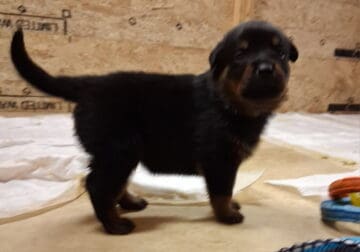 AKC Rottweiler puppies