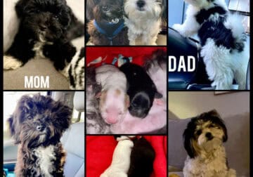 Malshi “Maltese Shih Tzu” Puppies