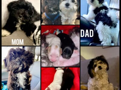 Malshi “Maltese Shih Tzu” Puppies