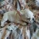 French Bulldog Puppies