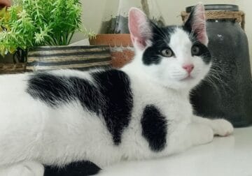 Sweet kittens
