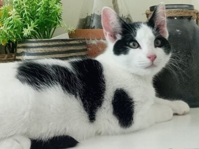 Sweet kittens