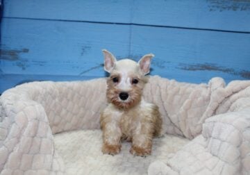 Mini Schnauzer Puppies