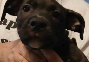 Free Pitbuull puppies to a loving home