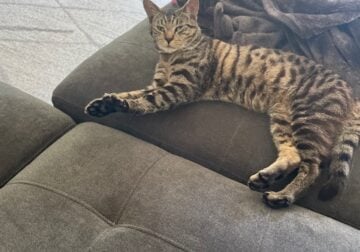 Found Cat – Need to rehome