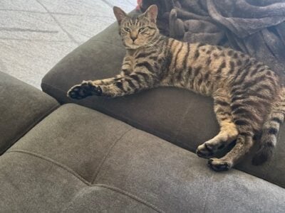 Found Cat – Need to rehome