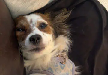 Female Papillon needs forever home