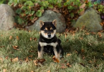 AKC Shiba Inu male puppy in Indiana (Cory)