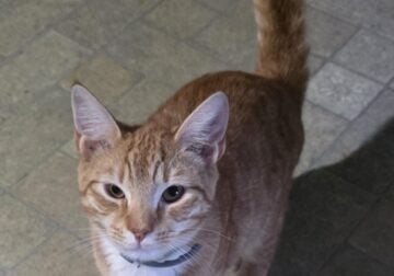 Brother Cats