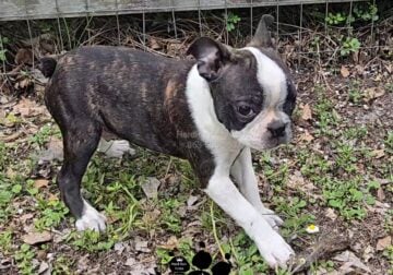 AKC Boston Terrier Puppy