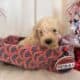 Maltipoo