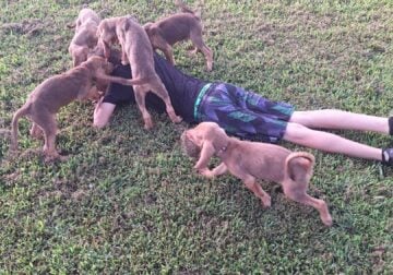 Bloodhound Pups