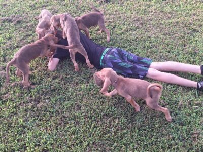 Bloodhound Pups