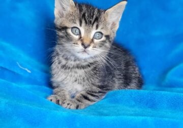 Meet Charlie!