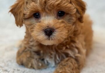 Charlie – Maltipoo Boy