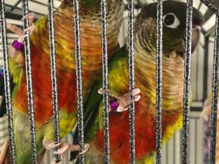 2 Green Cheek Conure birds for sale!