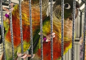 2 Green Cheek Conure birds for sale!