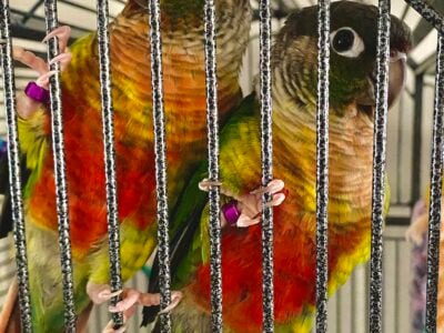 2 Green Cheek Conure birds for sale!