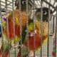 2 Green Cheek Conure birds for sale!