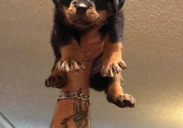 Rottweiler puppies ! Serbian/German bloodline
