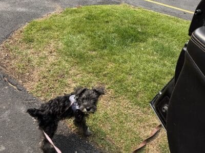 Mini schnauzer puppies