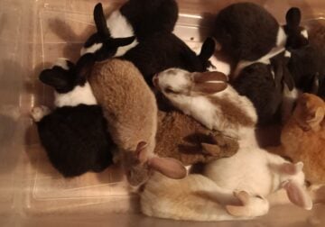 Baby Rabbits